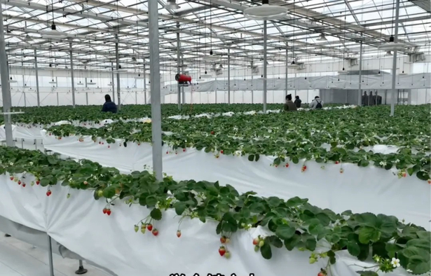 20260108【實干開新局】攻堅項目為民謀福 實干篤行再啟新程1.jpg